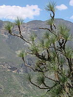 CGL0328 Beaucarnea gracilis.jpg