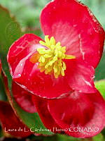 LCF0351 Begonia cucullata.jpg