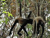 TDJOM005 Ateles geoffroyi.jpg