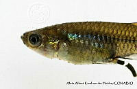 AAKVDH 0092 Poeciliopsis viriosa.JPG