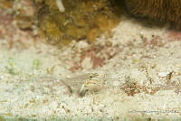IDG1503 Coryphopterus sp..jpg