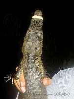 JDL0487 Crocodylus moreletii.jpg