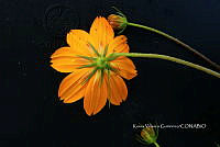 Yolox 2599 Cosmos sulphureus.jpg
