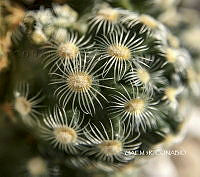 3R 00904 Mammillaria suboae.tif