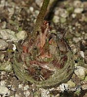 PJB ME014 231 Zamia paucijuga.JPG