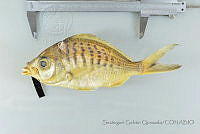 SGQ1261 Gerres cinereus.jpg
