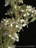 PTL0895 Lepidium latifolium.jpg