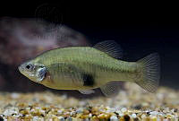 IMDOC2340 Xenotoca doadrioi.jpg