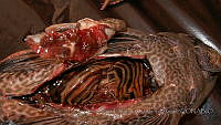 LEAdA055 Pterygoplichthys pardalis.jpg