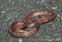 LV0012 Masticophis flagellum.jpg