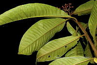 Ayotox 0343 Parathesis donnell-smithii.jpg