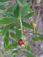 OTV1857 Cordia curassavica.jpg