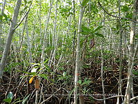 UM001 0066 Rhizophora mangle.jpg