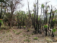 LH002 hum 0852 Selva mediana perennifolia.JPG