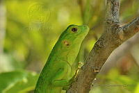 JCGM04 Ctenosaura similis.jpg