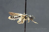 CGVM1230 Pseudopanurgus fuliginosus.jpg