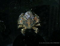 CMGV0131 Ala cornuta.jpg