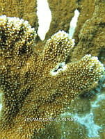 NE018 0919 Acropora cervicornis.jpg