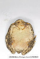 PJ016 0273 Incilius occidentalis.JPG