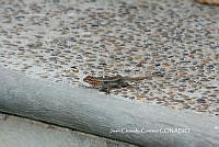 JCC0328 Sceloporus variabilis.JPG