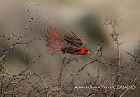 ARF003 Cardinalis cardinalis.jpg