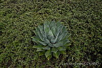 LRP1407 Agave nussaviorum.jpg