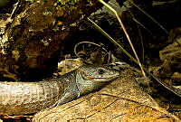 MDL0006 Abronia lythrochila.jpg