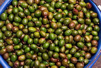 3R 00934 Ciruelita silvestre.jpg