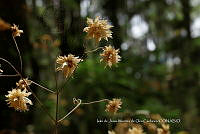 IMDOC 4710 Flor.jpg
