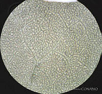 SL2685 Atriplex suberecta.jpg