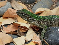 MCS IM0120 Ctenosaura pectinata.jpg