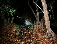 TE001 0111 Crocodylus acutus.jpg