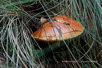 IMDOC Hong 0181 Cprtomarois varois.jpg