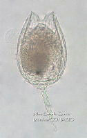 HE009 R 0140 Lecane bulla.jpg