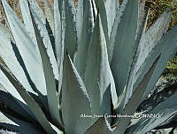AJGM0037 Agave applanata.JPG