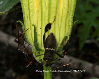 VHTH018 Leptoglossus zonatus.JPG