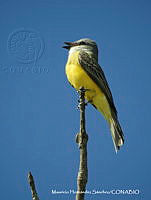MHS0059 Myiarchus sp..JPG