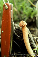 3256 Lysurus periphragmoides.jpg