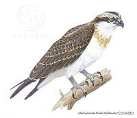 MAPM0681 Pandion haliaetus.jpg