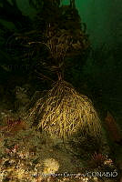 IDG0163 Macrocystis pyrifera.jpg