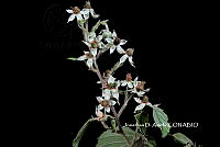 ME010 JA 00599 Rubus schiedeanus Steud., 1841.JPG