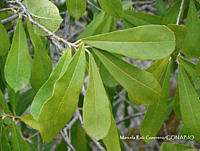 MRG-2018-215 Quadrella indica (MEGA-31ene18-d).JPG