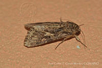 JCGM03048 Spodoptera sp..jpg