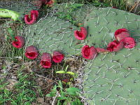 EL0031 Opuntia sp..jpg