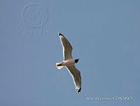 MGaves 3283 Larus pipixcan.jpg
