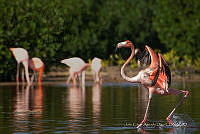 JCAD 018 Phoenicopterus ruber.jpg