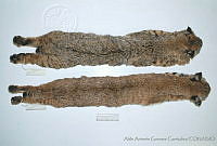 AAGC0079 Lynx rufus.jpg