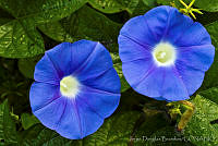 JDBP0024 Ipomoea tricolor.jpg