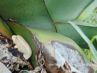 ZG007 0478 Pleurotus opuntiae.jpg
