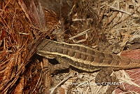 JCC0454 Sceloporus variabilis.JPG